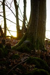 L'arbre au soleil couchant