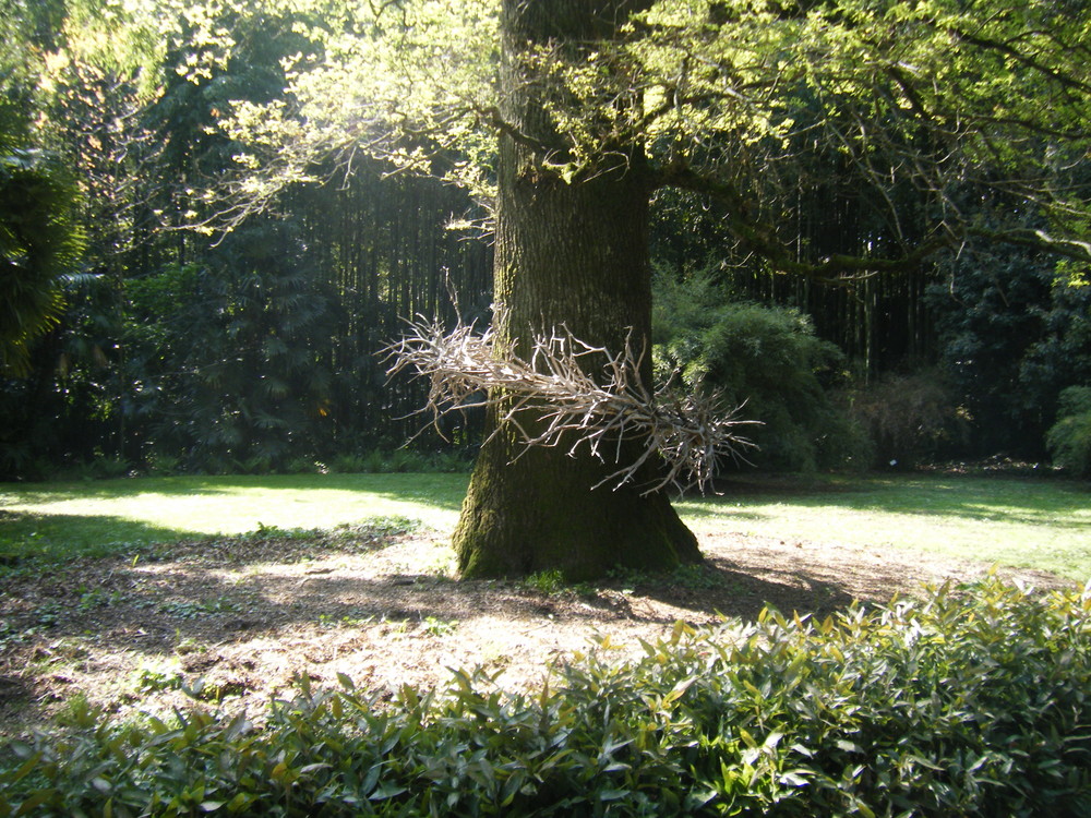 L'arbre auréolé