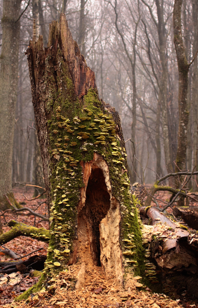 l'Arbre aux Champignons