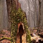 l'Arbre aux Champignons