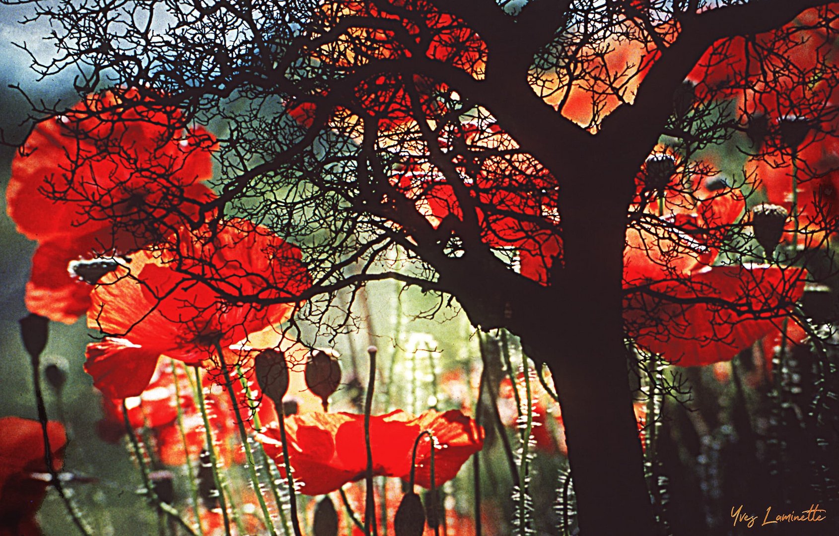 L'arbre aux coquelicots. 