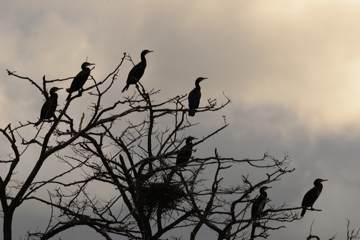 L'arbre aux cormorans