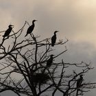 L'arbre aux cormorans
