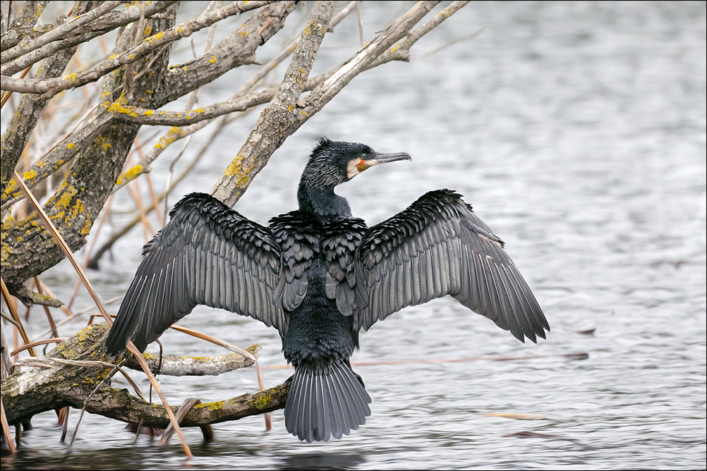 L'arbre aux Cormorans 