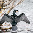 L'arbre aux Cormorans 