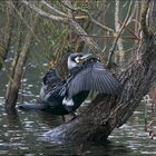 L'arbre aux Cormorans 