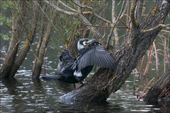 L'arbre aux Cormorans 