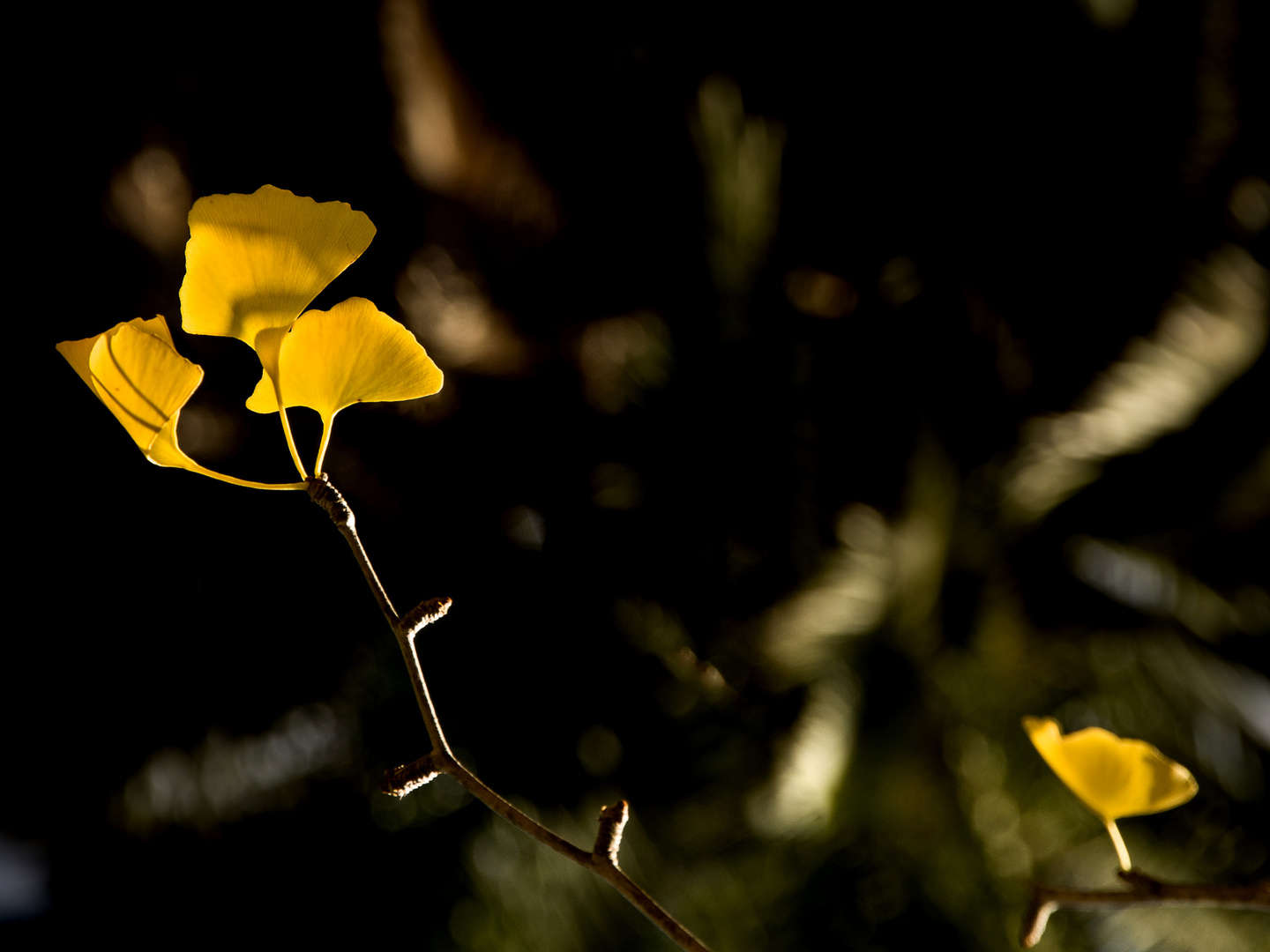 l'arbre aux écus d'or