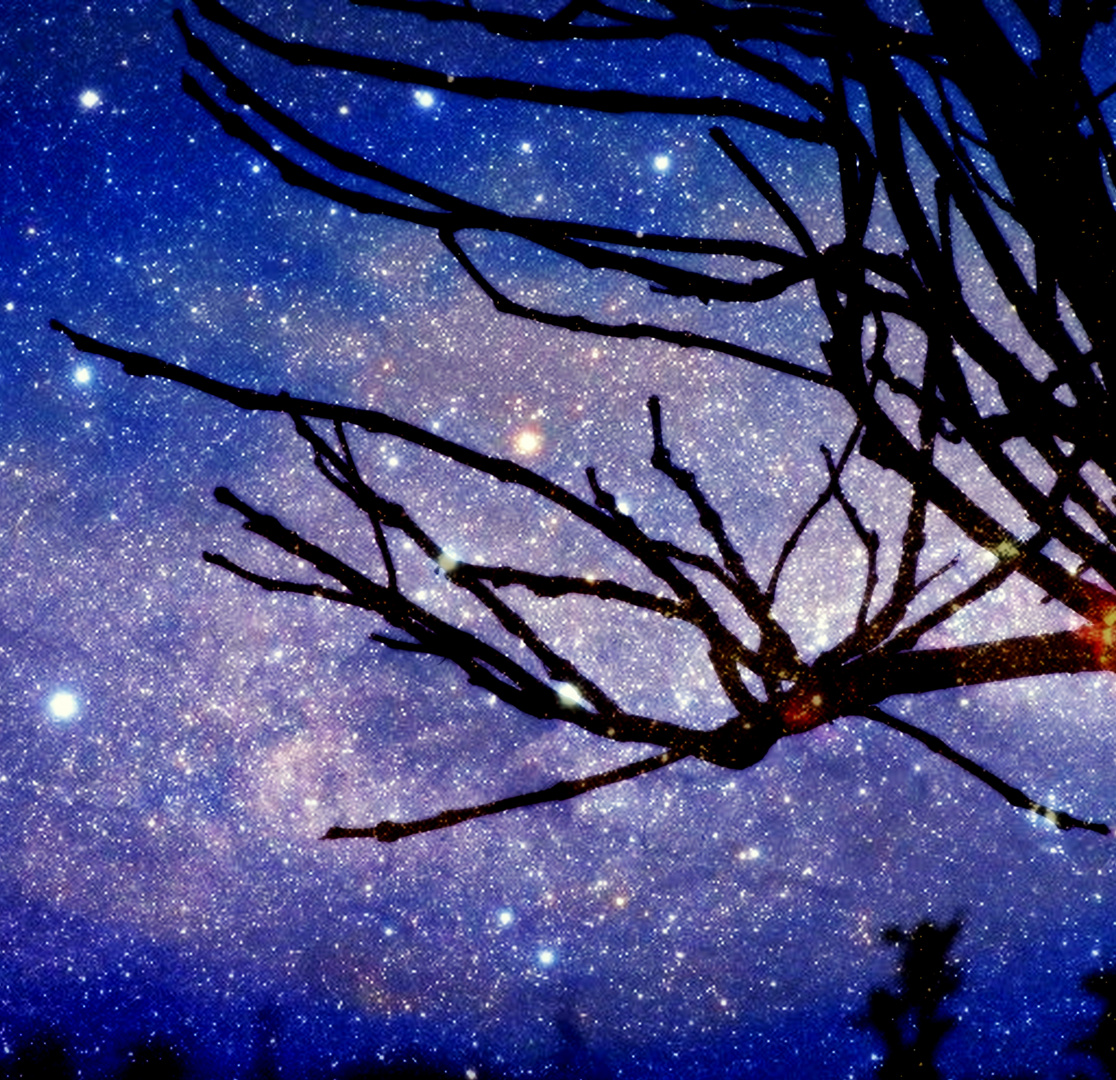 La Ou Les Arbres Rencontrent Les Etoiles l'arbre aux étoiles photo et image | visions artistiques, sujets Images