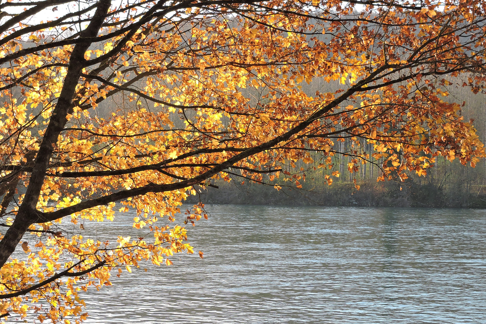 L'arbre aux feuilles d'or