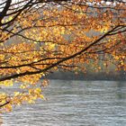 L'arbre aux feuilles d'or