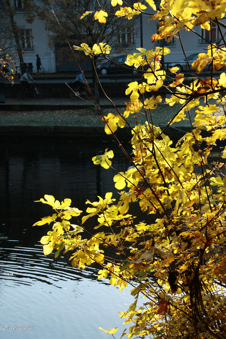 L'arbre aux feuilles d'or 