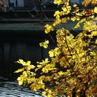 L'arbre aux feuilles d'or 