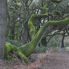 L'arbre aux formes humaines .......