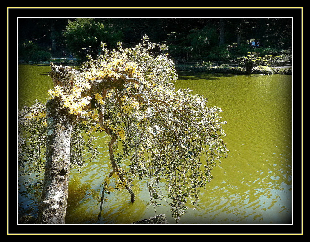 L'ARBRE AUX LOUIS D'OR