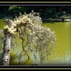 L'ARBRE AUX LOUIS D'OR