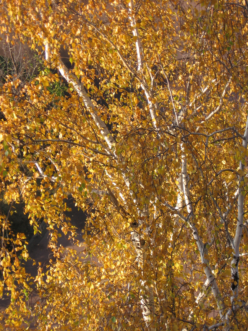 l'Arbre aux mille parures