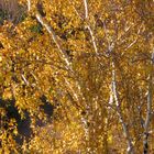 l'Arbre aux mille parures