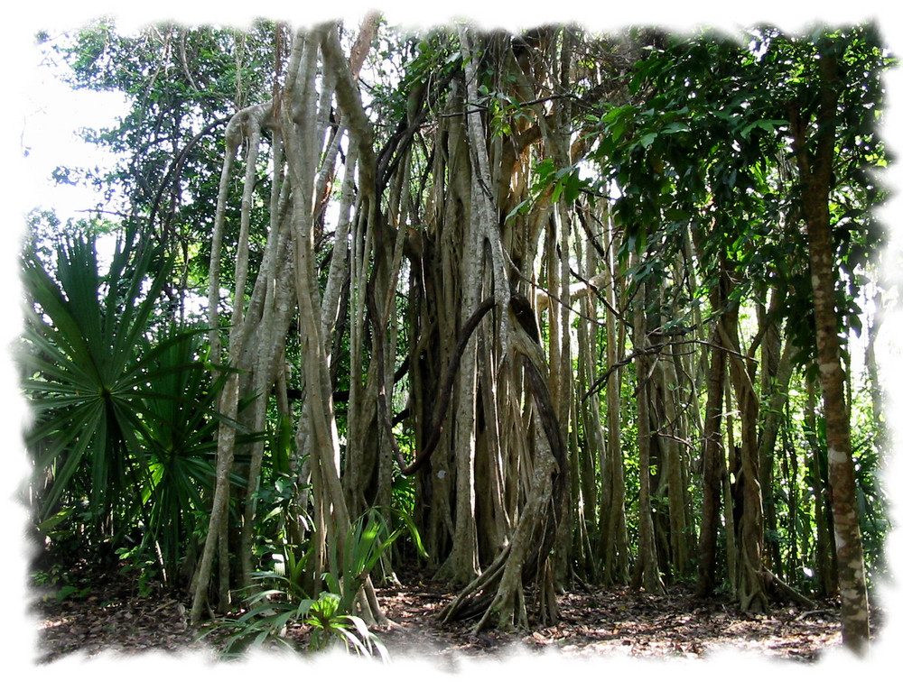 L'arbre aux mille racines