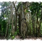 L'arbre aux mille racines