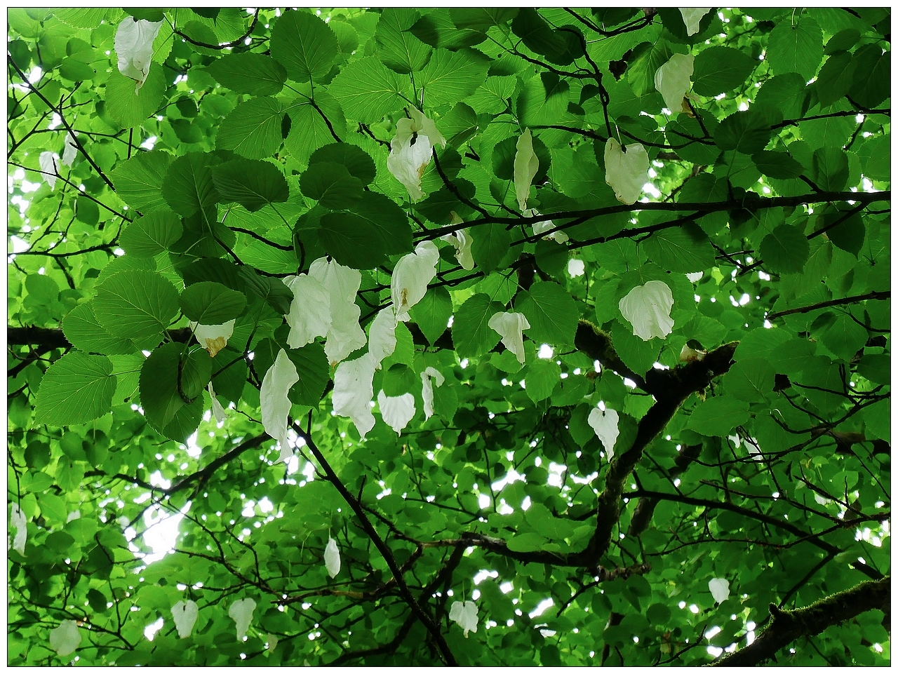 L'arbre aux mouchoirs