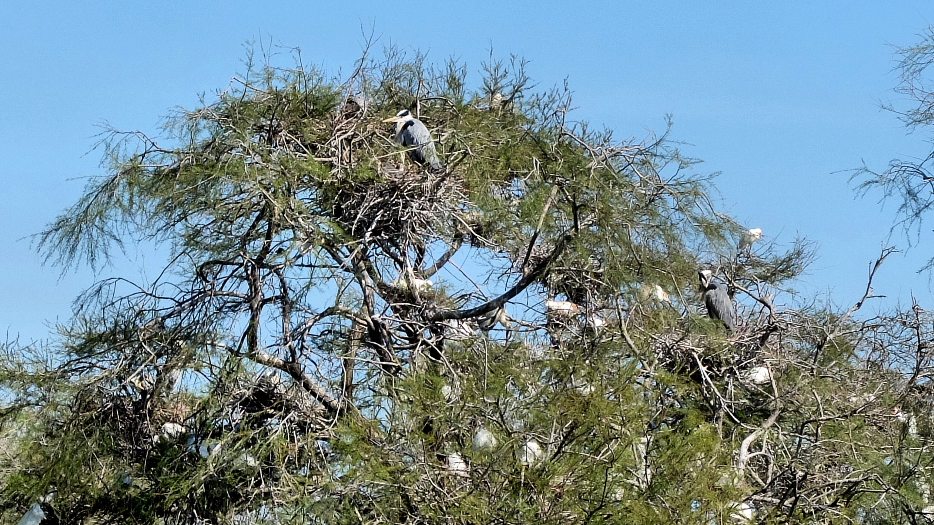 L'arbre aux oiseaux