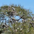 L'arbre aux oiseaux