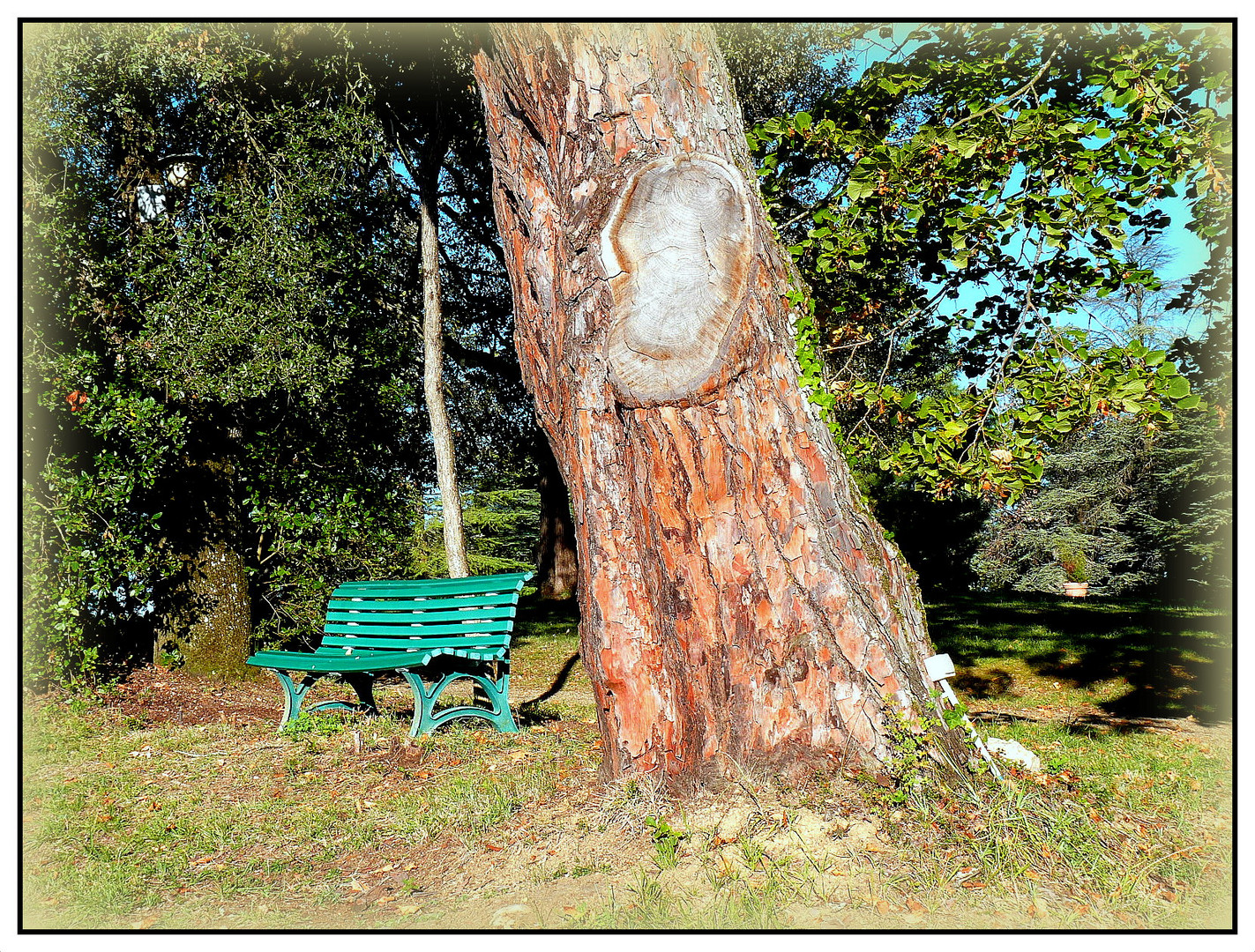 L'ARBRE - AUX - OREILLES