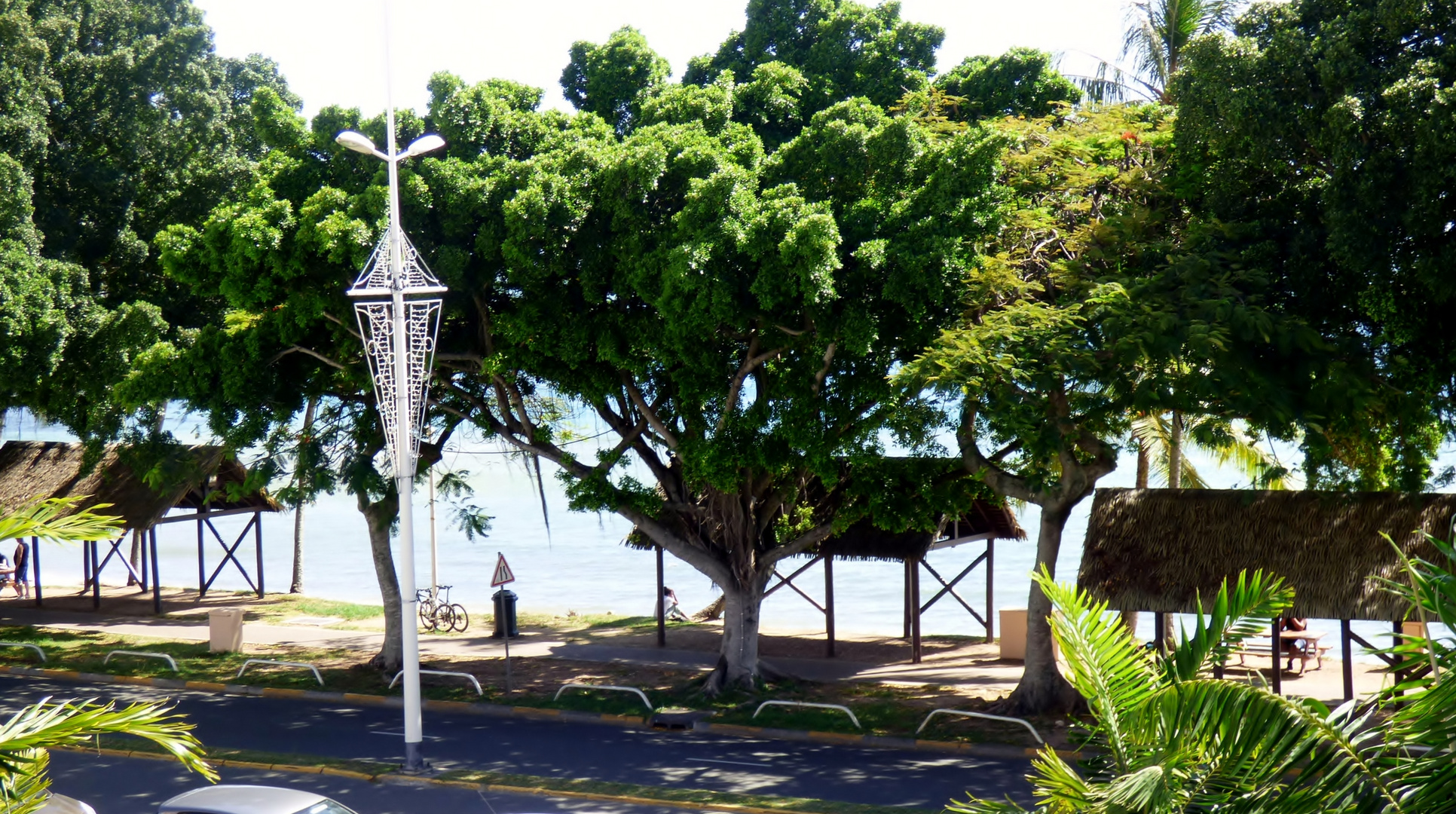 L'arbre aux perruches