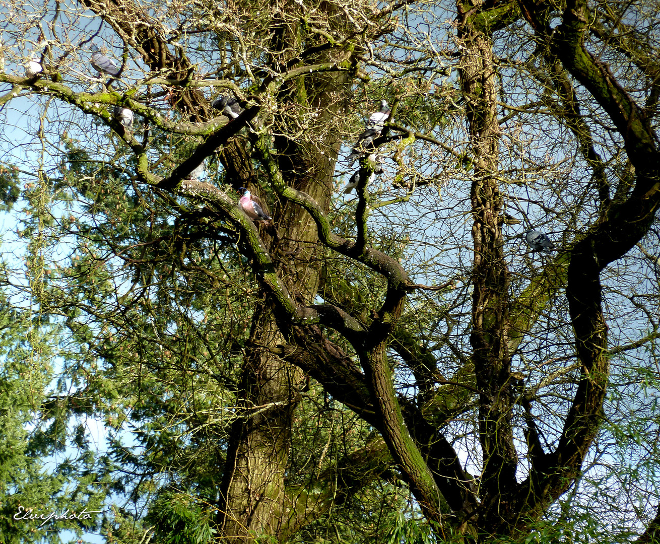 L'arbre aux pigeons