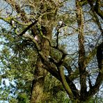 L'arbre aux pigeons