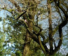 L'arbre aux pigeons