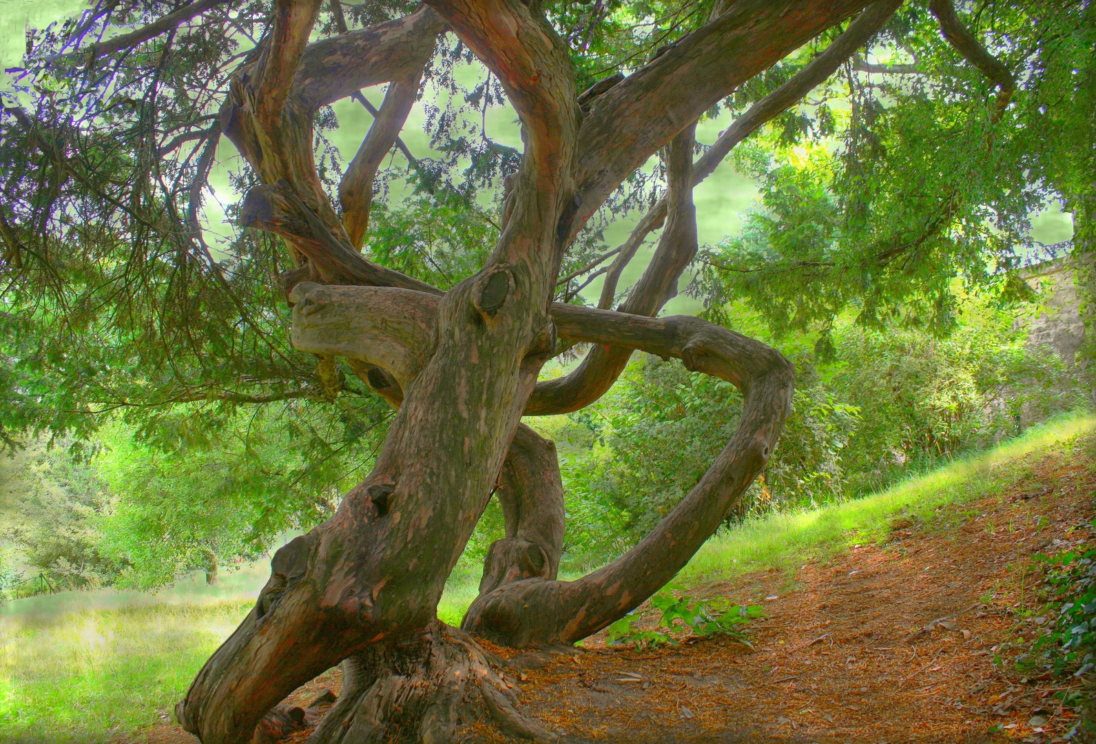 L'arbre aux tourments 