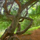 L'arbre aux tourments 