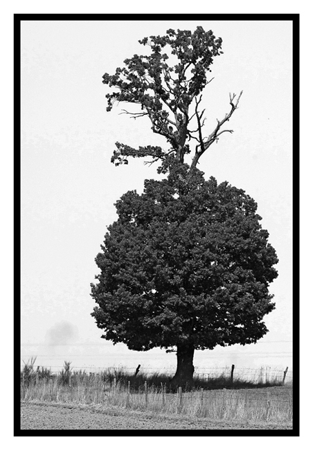 L'Arbre ballerine