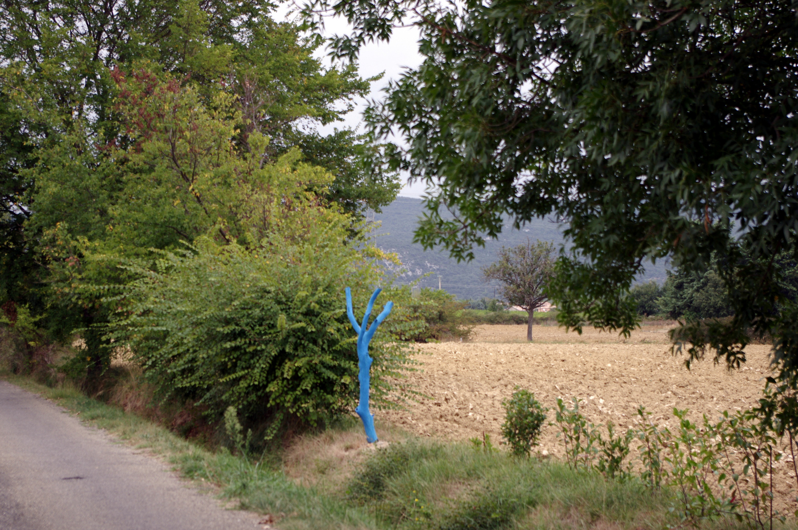 l'arbre bleu !