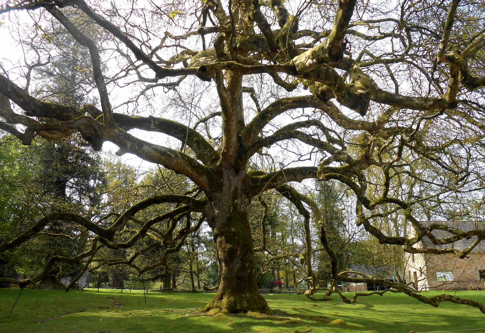 L'arbre breton c'est du costaud....