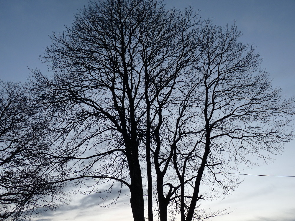 L'arbre