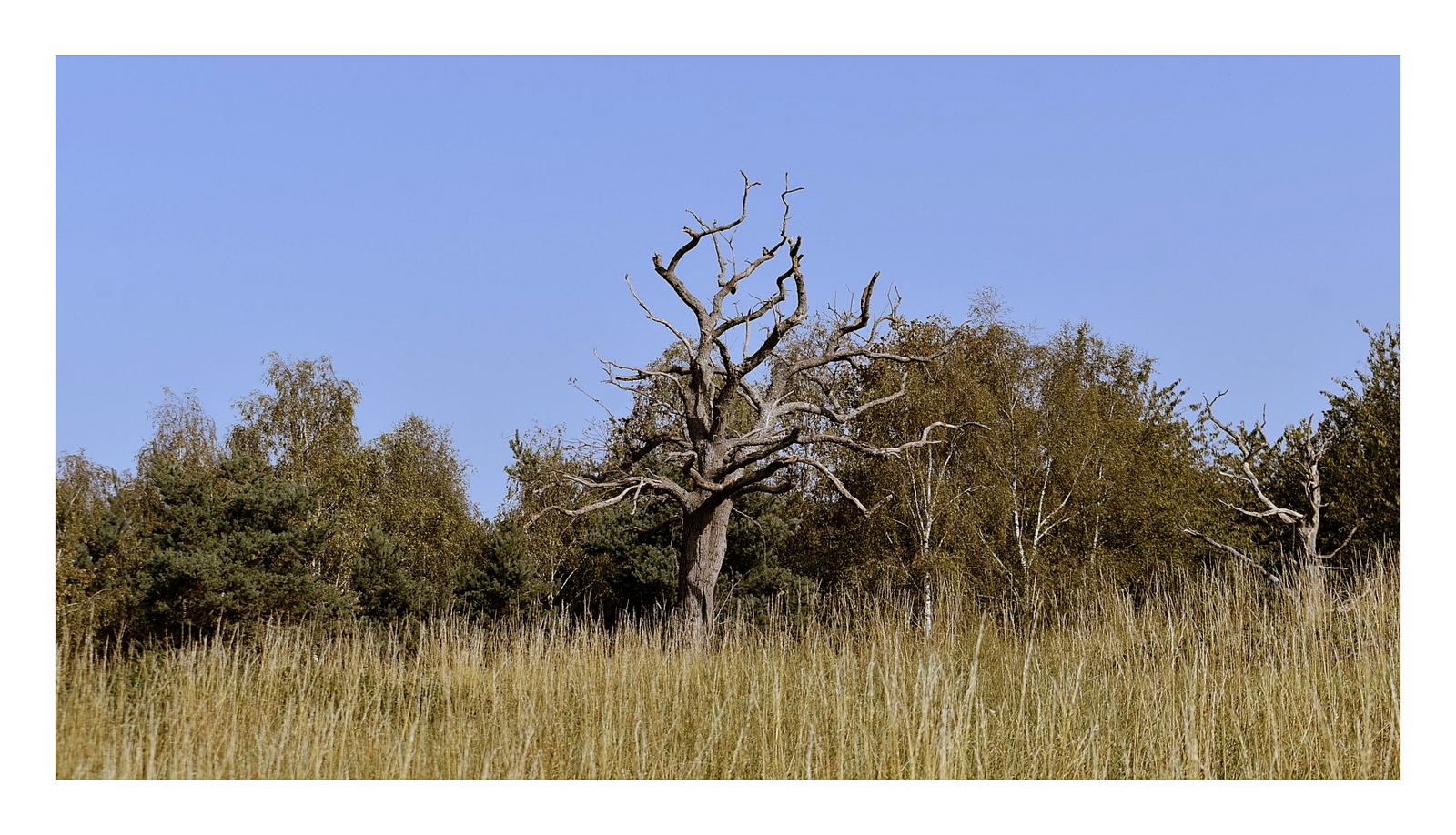 l'arbre