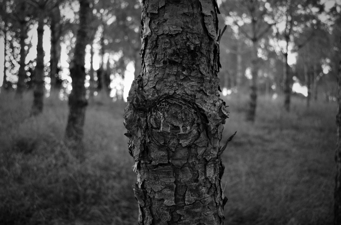 L'arbre cache la forêt