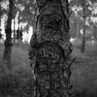 L'arbre cache la forêt