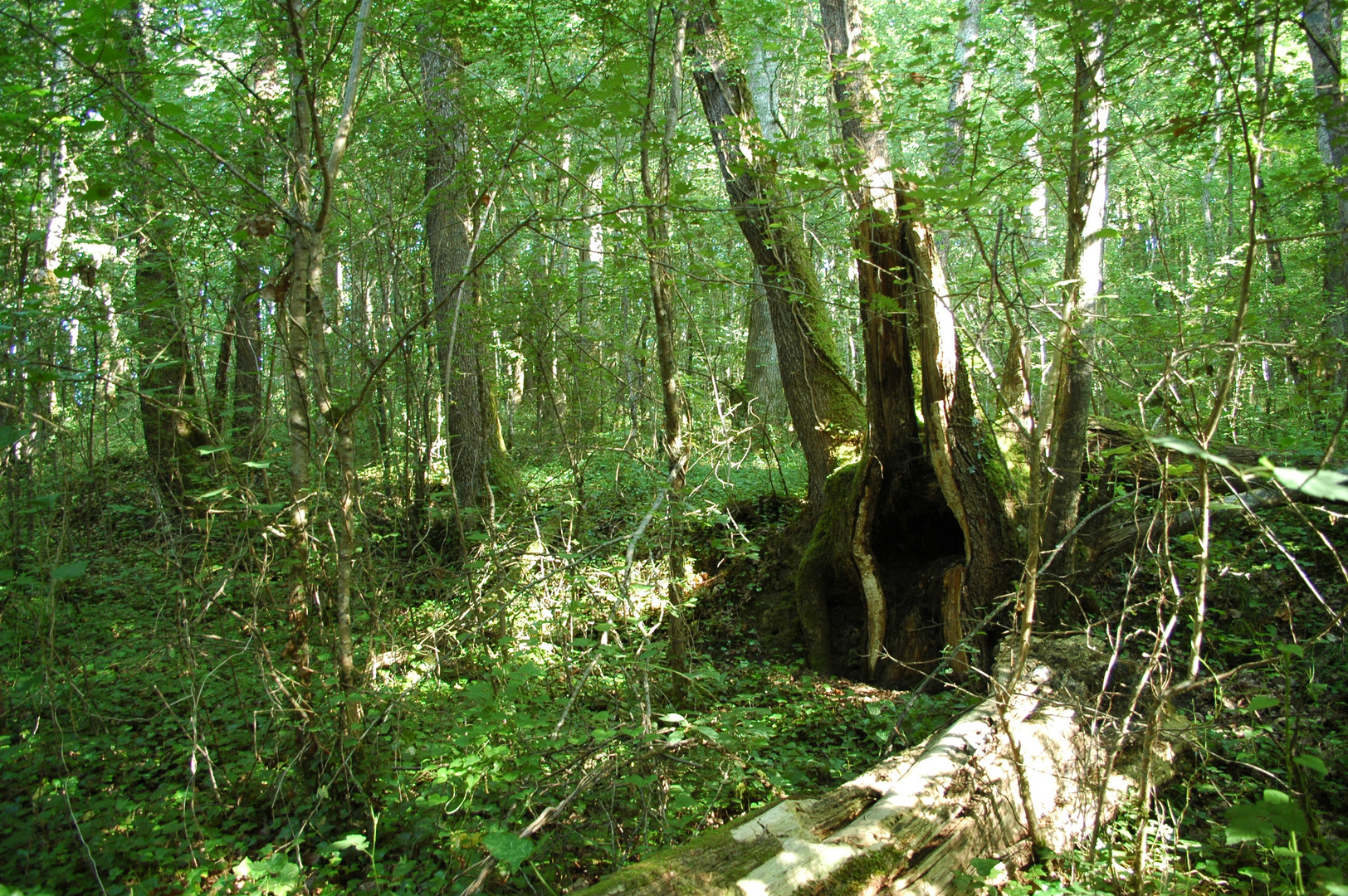 L'arbre cheminé