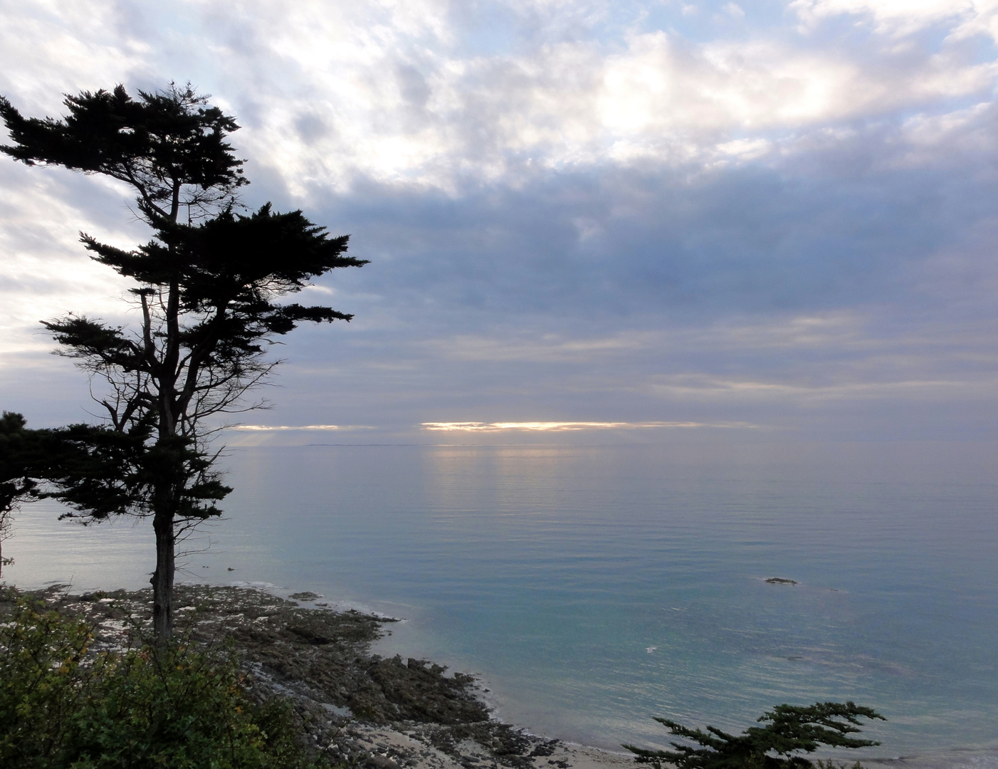 L'ARBRE CONTEMPLATIF