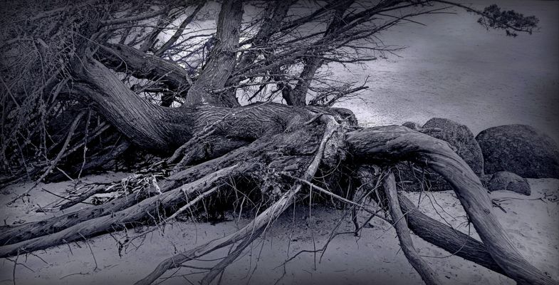 L'arbre couché  sur le sable de la plage