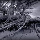 L'arbre couché  sur le sable de la plage