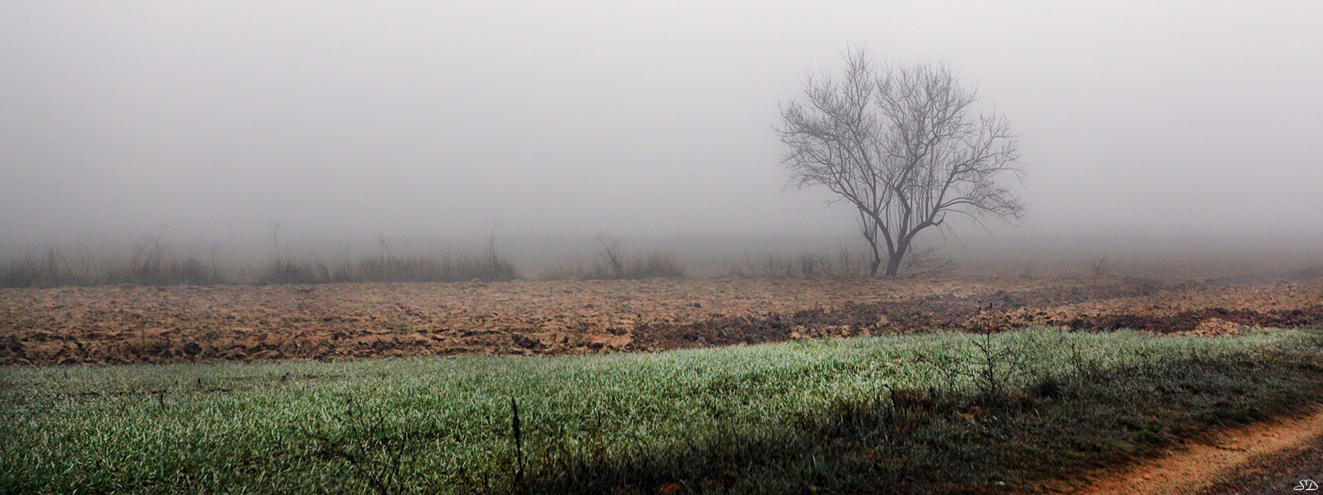 L'arbre dans la brume.