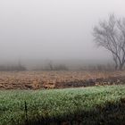 L'arbre dans la brume.