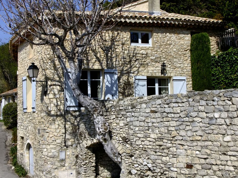 L'arbre dans la maison