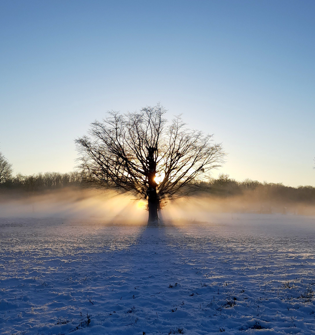 L'arbre dans la neige. 