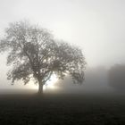 L'arbre dans le brouillard